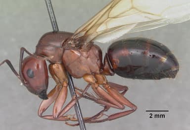 Camponotus castaneus — queen photo 16