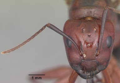 Camponotus castaneus — queen photo 17