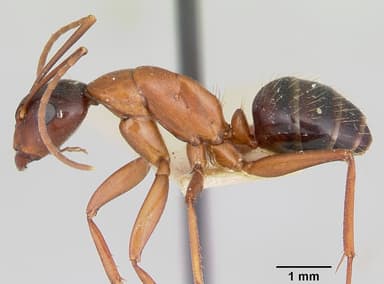 Camponotus castaneus — queen photo 20