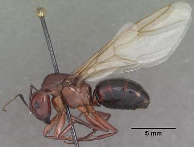 Camponotus castaneus — queen photo 22