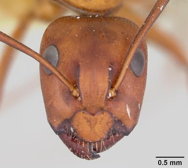 Camponotus castaneus — queen photo 25