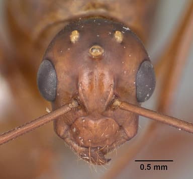Camponotus castaneus — queen photo 26
