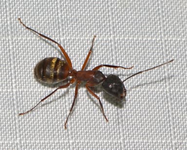 Camponotus chromaiodes photo 23