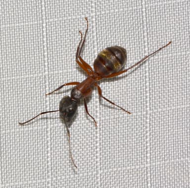 Camponotus chromaiodes photo 24