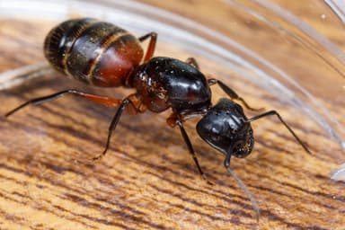 Camponotus chromaiodes — queen photo 25