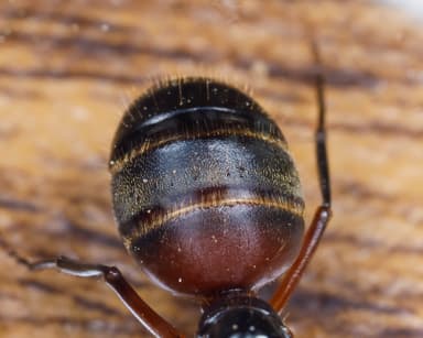 Camponotus chromaiodes — queen photo 26