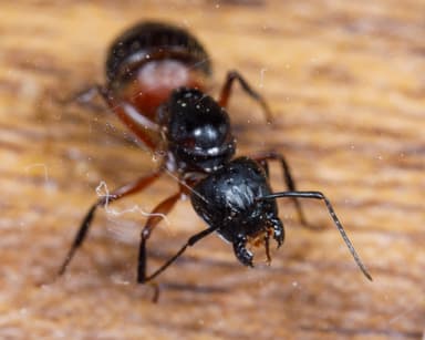 Camponotus chromaiodes — queen photo 27