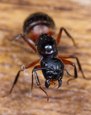Camponotus chromaiodes — queen photo 28