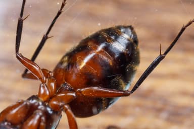 Camponotus chromaiodes — queen photo 29