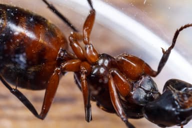 Camponotus chromaiodes — queen photo 30