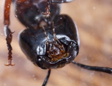 Camponotus chromaiodes — queen photo 31