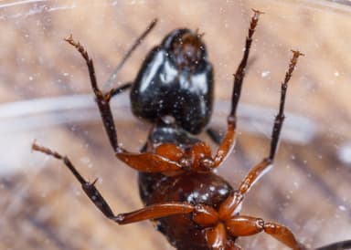 Camponotus chromaiodes — queen photo 32