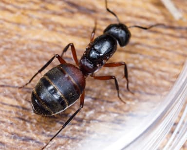Camponotus chromaiodes — queen photo 34
