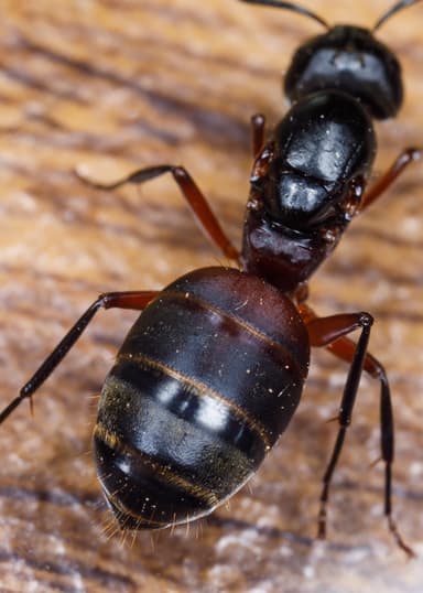 Camponotus chromaiodes — queen photo 35