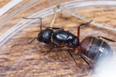 Camponotus chromaiodes — queen photo 36
