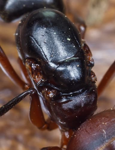 Camponotus chromaiodes — queen photo 37