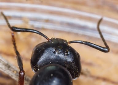 Camponotus chromaiodes — queen photo 38