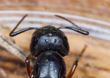 Camponotus chromaiodes — queen photo 39