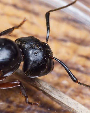 Camponotus chromaiodes — queen photo 40