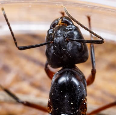 Camponotus chromaiodes — queen photo 42