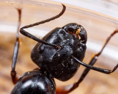 Camponotus chromaiodes — queen photo 43