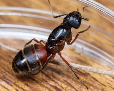 Camponotus chromaiodes — queen photo 44