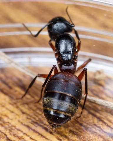 Camponotus chromaiodes — queen photo 45