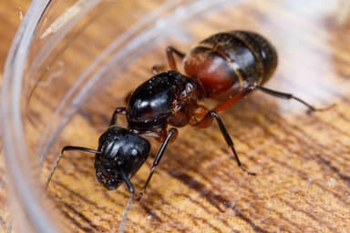 Camponotus chromaiodes — queen photo 46