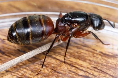 Camponotus chromaiodes — queen photo 47