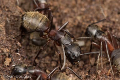 Camponotus chromaiodes photo 50