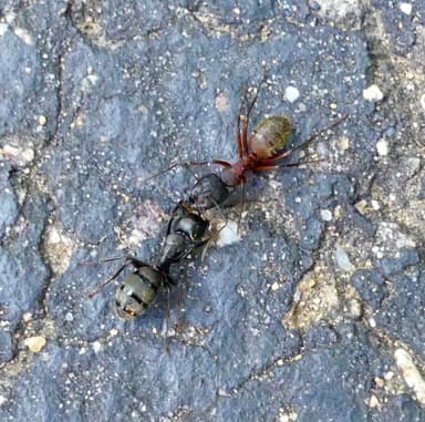 Camponotus chromaiodes photo 52