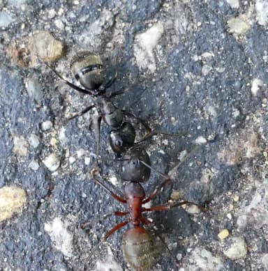 Camponotus chromaiodes photo 53