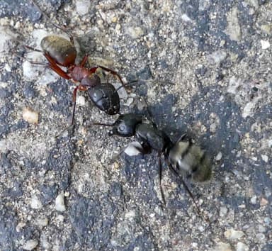 Camponotus chromaiodes photo 54