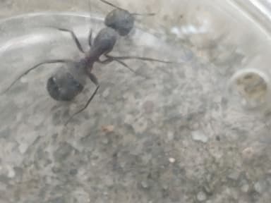 Camponotus chromaiodes photo 57