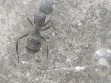 Camponotus chromaiodes photo 58