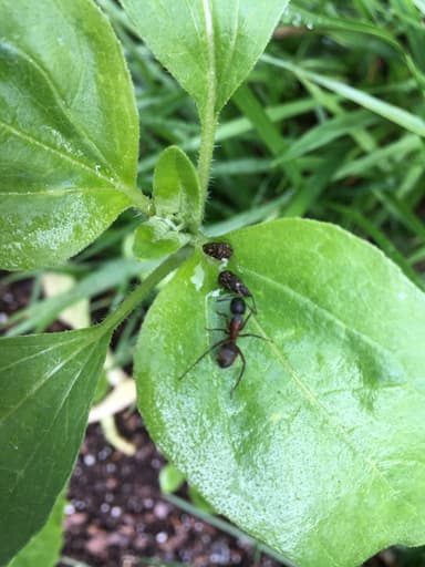 Camponotus chromaiodes photo 60