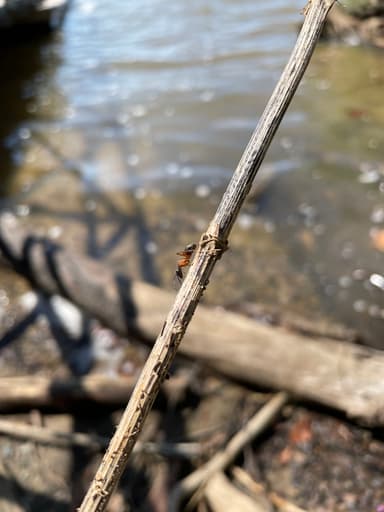 Camponotus chromaiodes photo 61