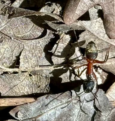 Camponotus chromaiodes photo 66