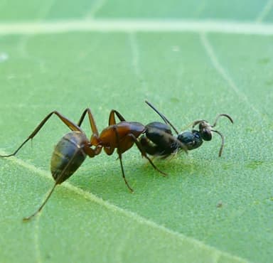 Camponotus chromaiodes photo 68