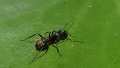 Camponotus chromaiodes photo 70