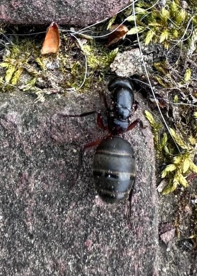 Camponotus chromaiodes photo 71