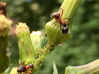 Camponotus chromaiodes photo 72