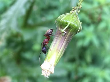 Camponotus chromaiodes photo 73