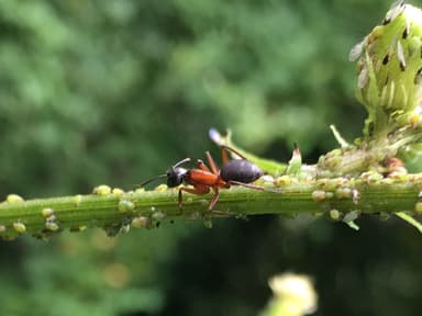 Camponotus chromaiodes photo 74