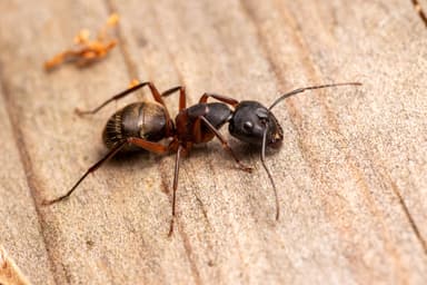 Camponotus chromaiodes photo 75