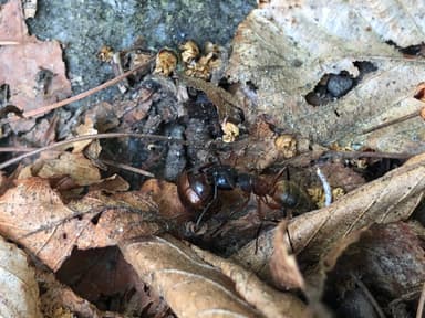 Camponotus chromaiodes photo 78