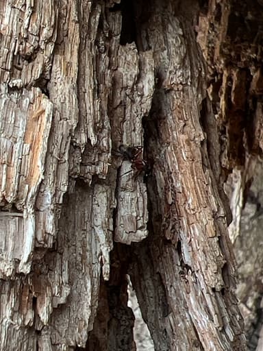 Camponotus chromaiodes photo 80