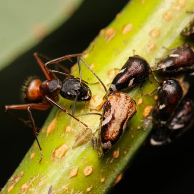 Camponotus chromaiodes photo 82