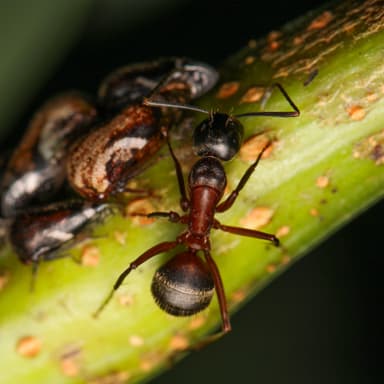 Camponotus chromaiodes photo 83