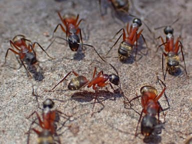 Camponotus chromaiodes photo 84